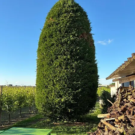 Agriturismo Dei Gelsi *